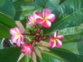 /album/plumeria-rubra-divine/a12082015725-jpg/