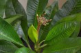 /album/plumeria-rubra-divine/dsc-0047-jpg/