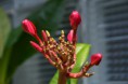 /album/plumeria-rubra-divine/dsc-0052-jpg/