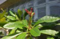 /album/plumeria-rubra-divine/dsc-0053-jpg/