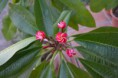 /album/plumeria-rubra-divine/dsc-0061-jpg/