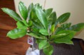 /album/plumeria-rubra-divine/dsc-0049-jpg/